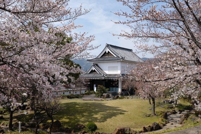 勝竜寺城公園の桜2