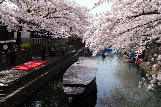 大垣の桜