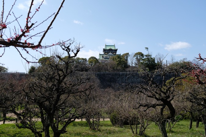 大阪城梅林