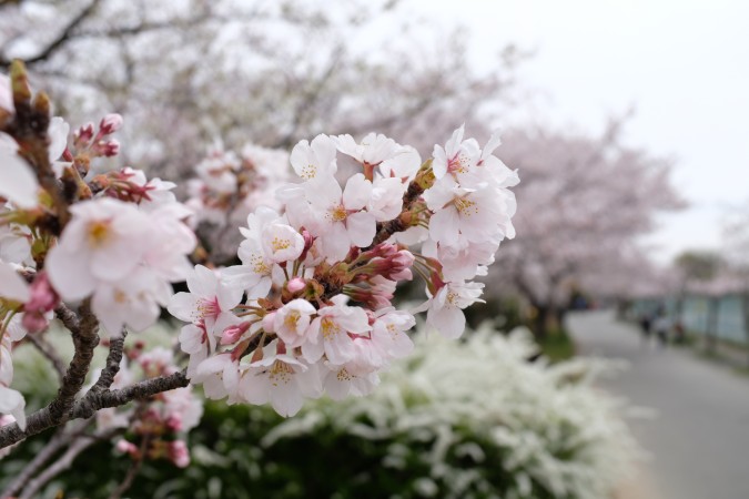 瑞ヶ池の桜1