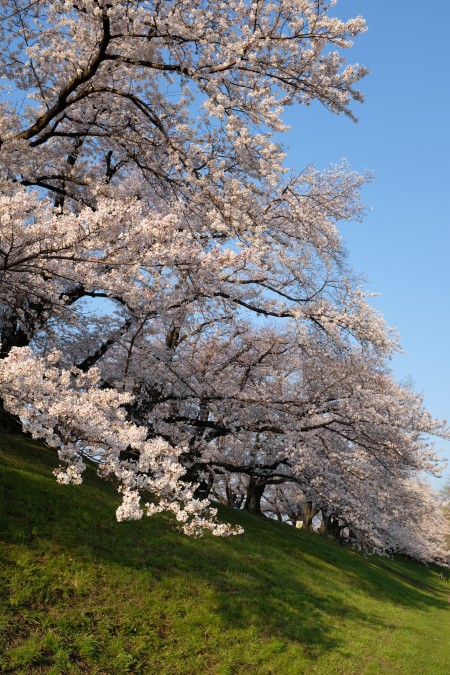 背割堤桜1