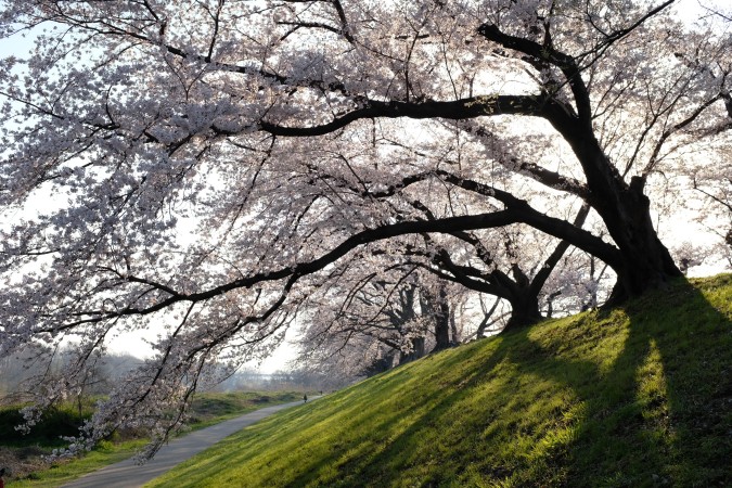 背割堤桜2